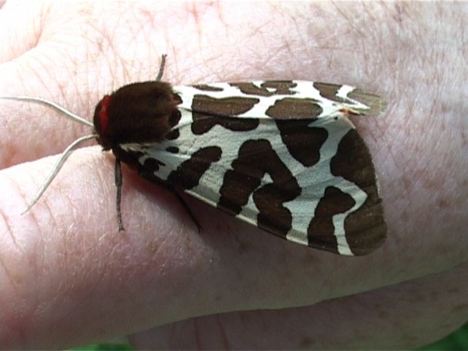 Brauner Bär ( Arctia caja ) : Nieuw Bergen NL, Nationalpark De Maasduinen, 12.08.2007